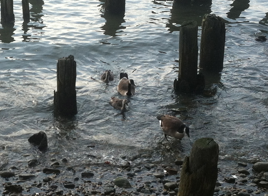 geese family swims to shore